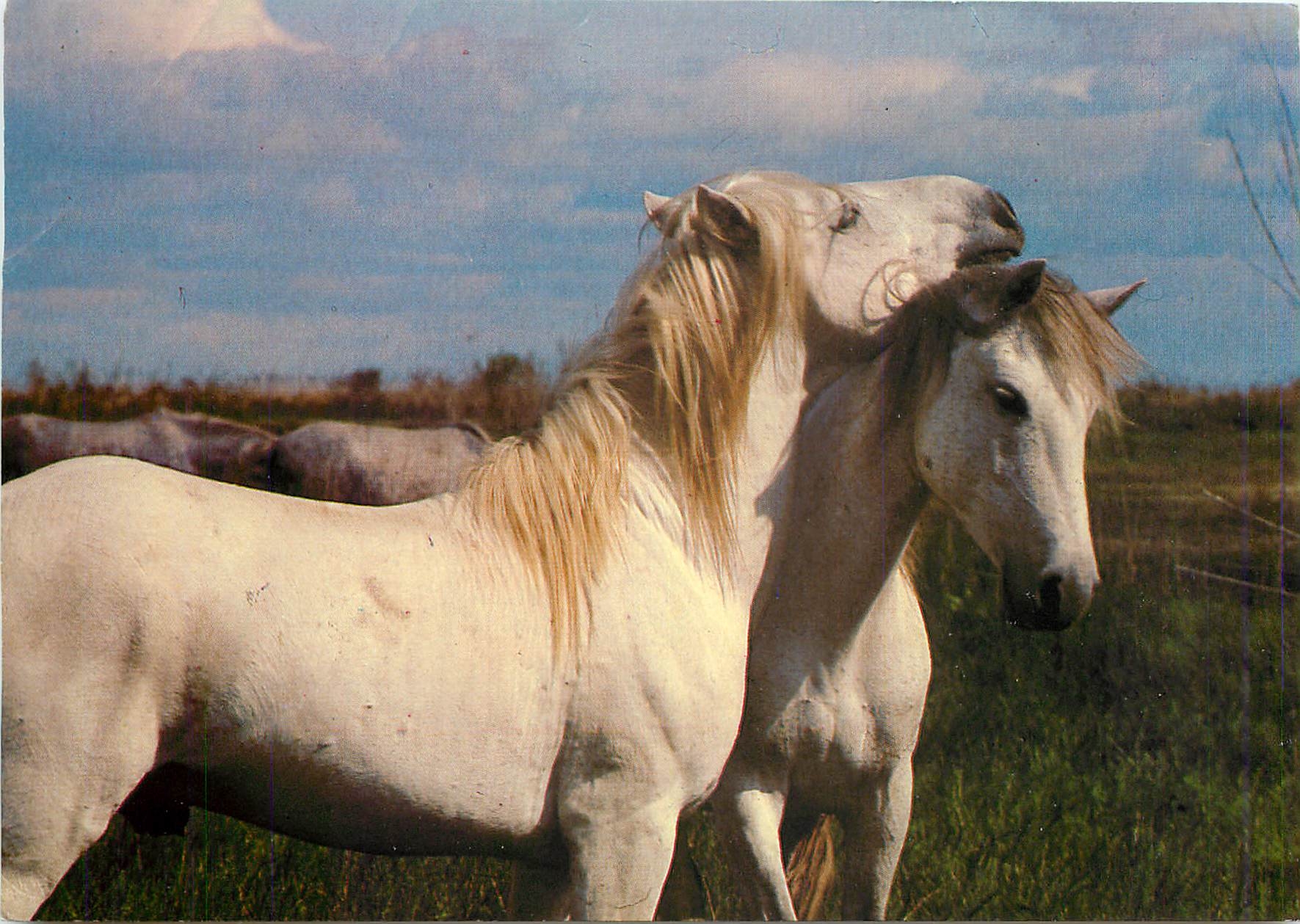 CPM La Camargue Pays de ciel bleu et de mirages