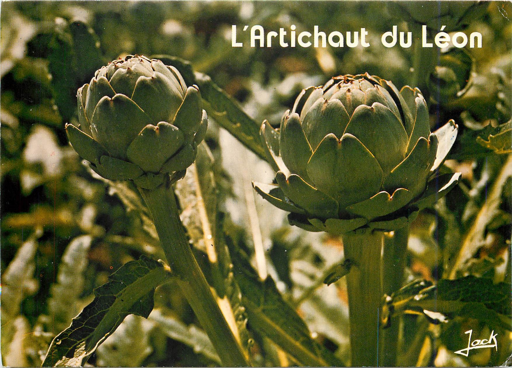 CPM L'Artichaut du Leon Saint Pol de Leon