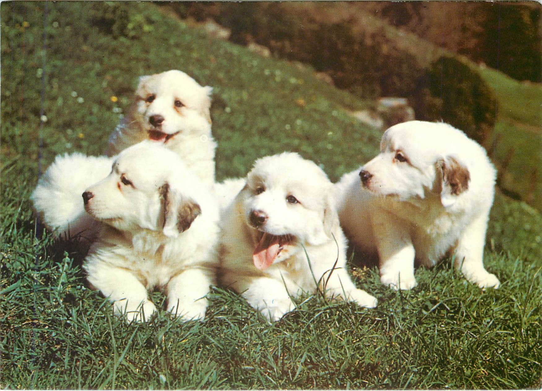 CPM Chiots des Pyrenees 
