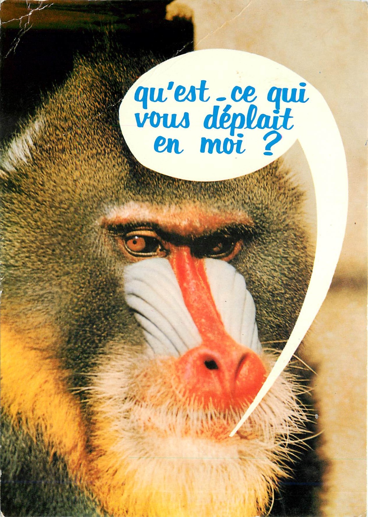 CPM Animaux Humoristiques Face de singe 