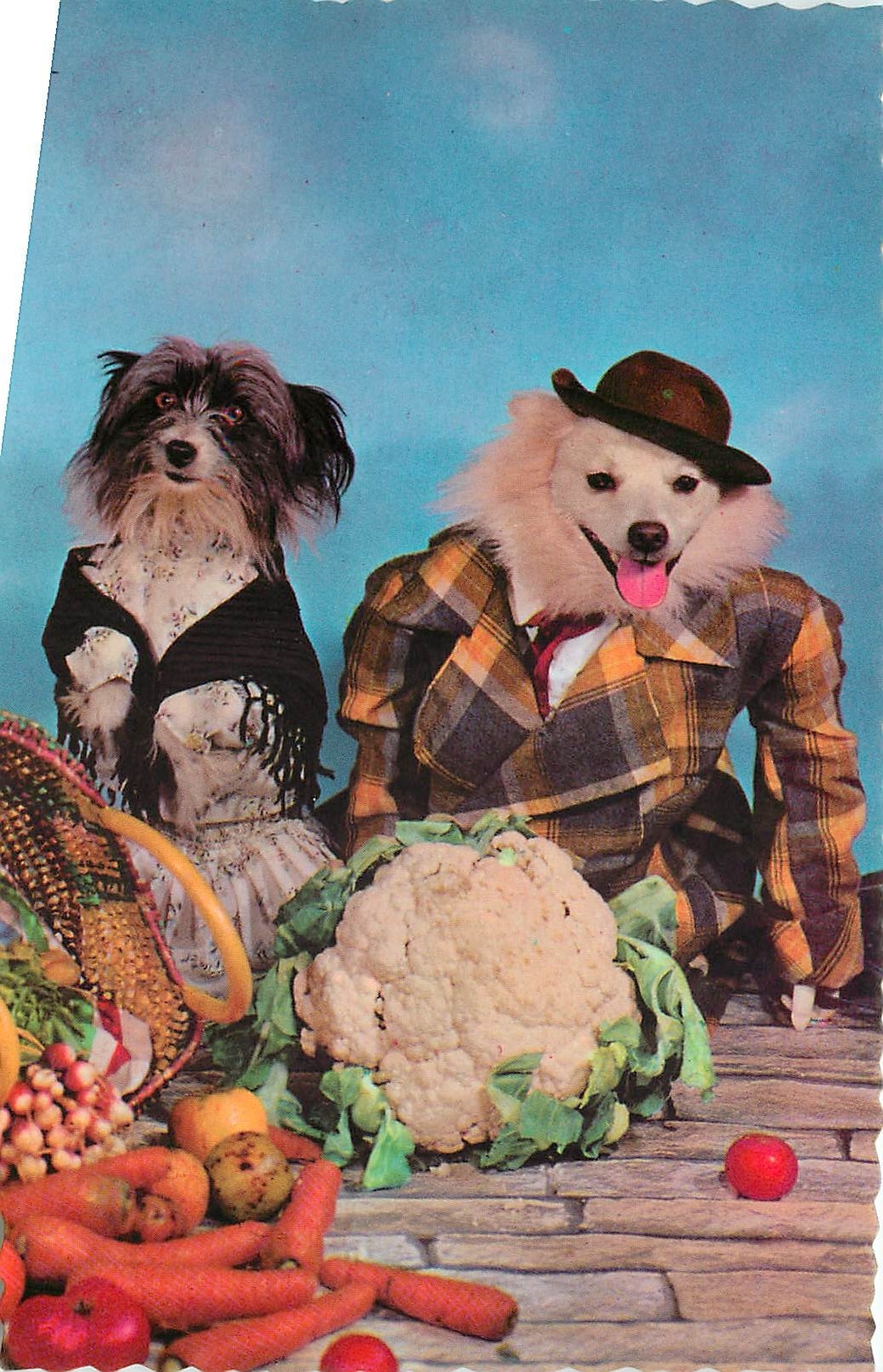 CPM Chiens 