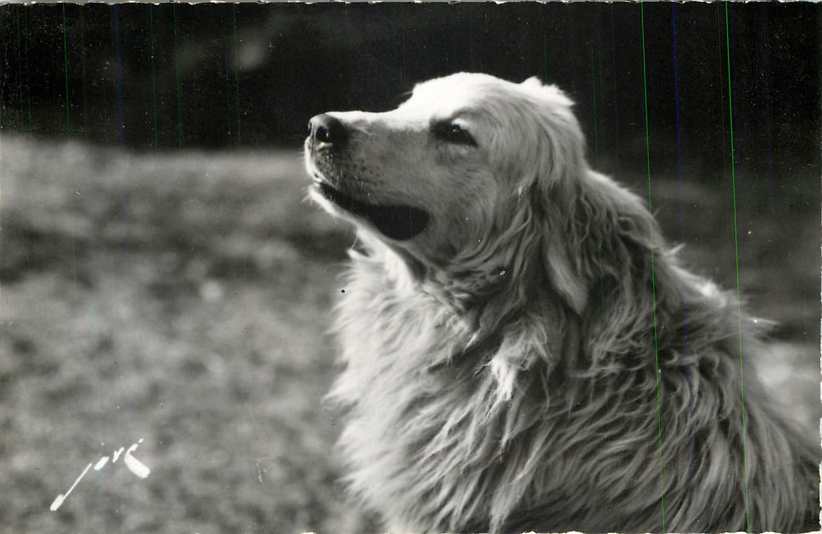 CPM Chien des Pyrenees
