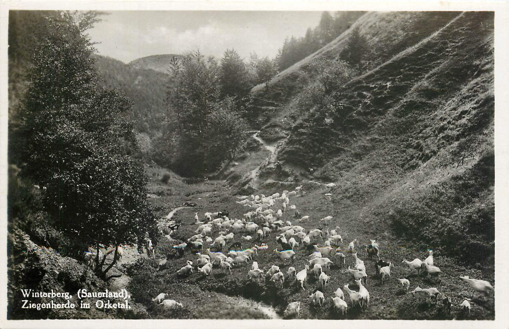 CPA Winterberg Sauerland Ziegenherde im Orketal Chevres