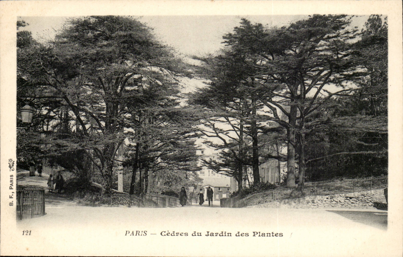 Paris -5 - Cedars of the Botanical garden CPA