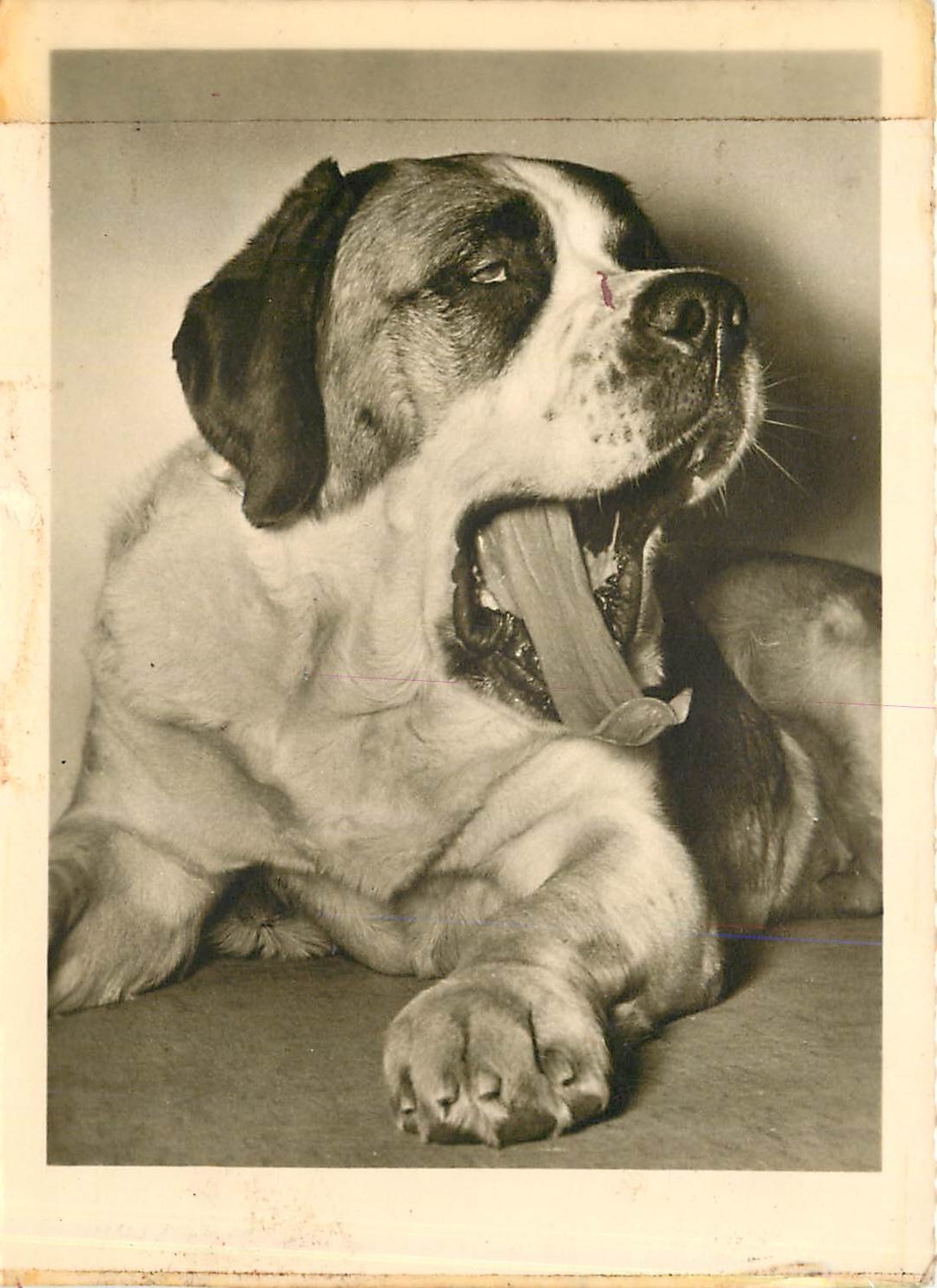 CPM CHIEN