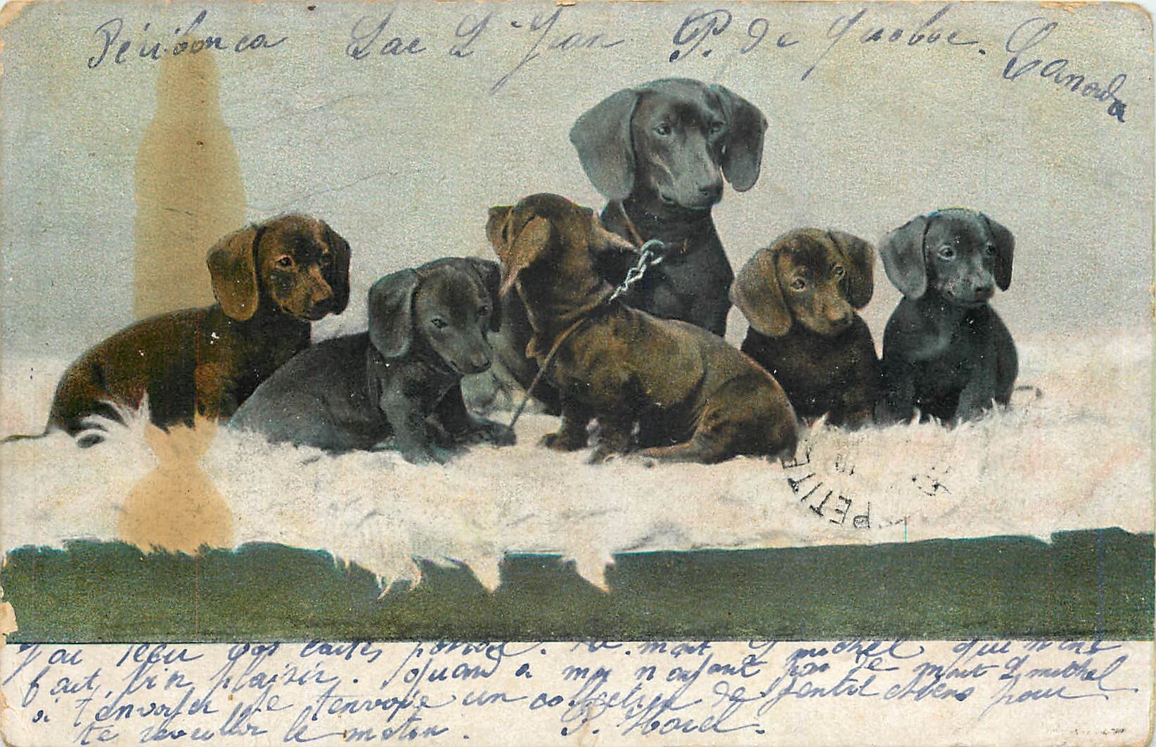 CPA chiens