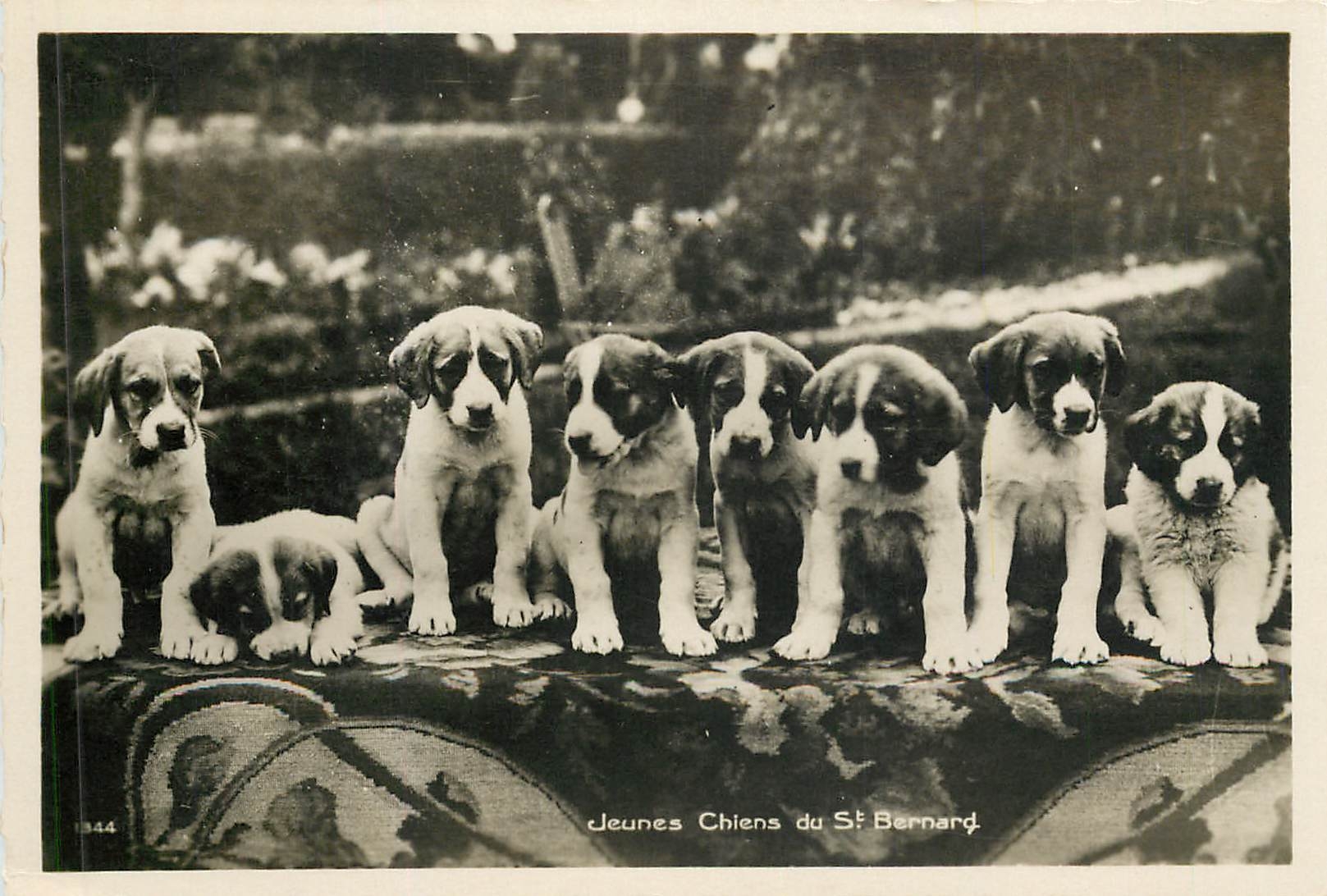 CPA CHIENS Jeunes chiens de St Bernard