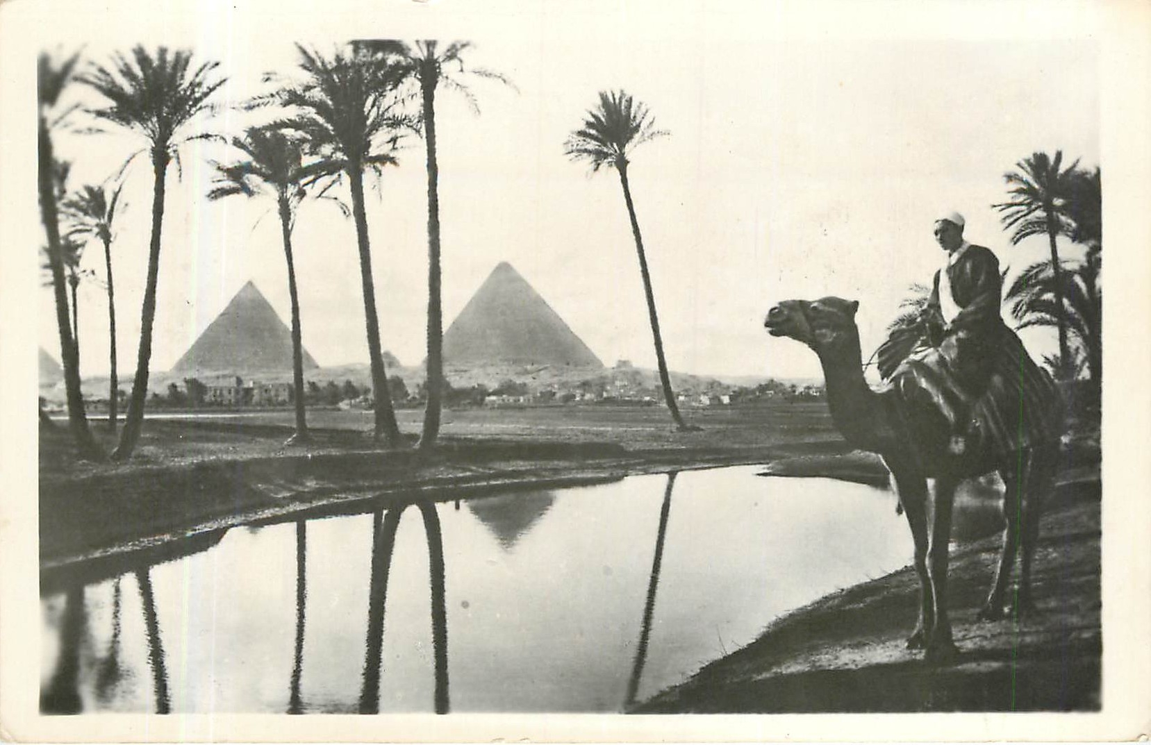 CPA Chameau Egypte