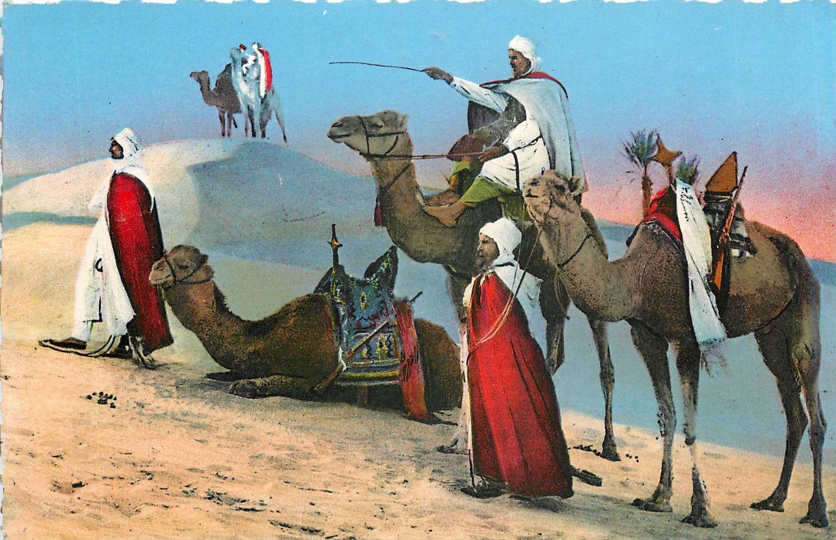CPA Scènes & types d'Afrique du Nord. Méhariste cherchant la piste à travers les dunes Chameaux