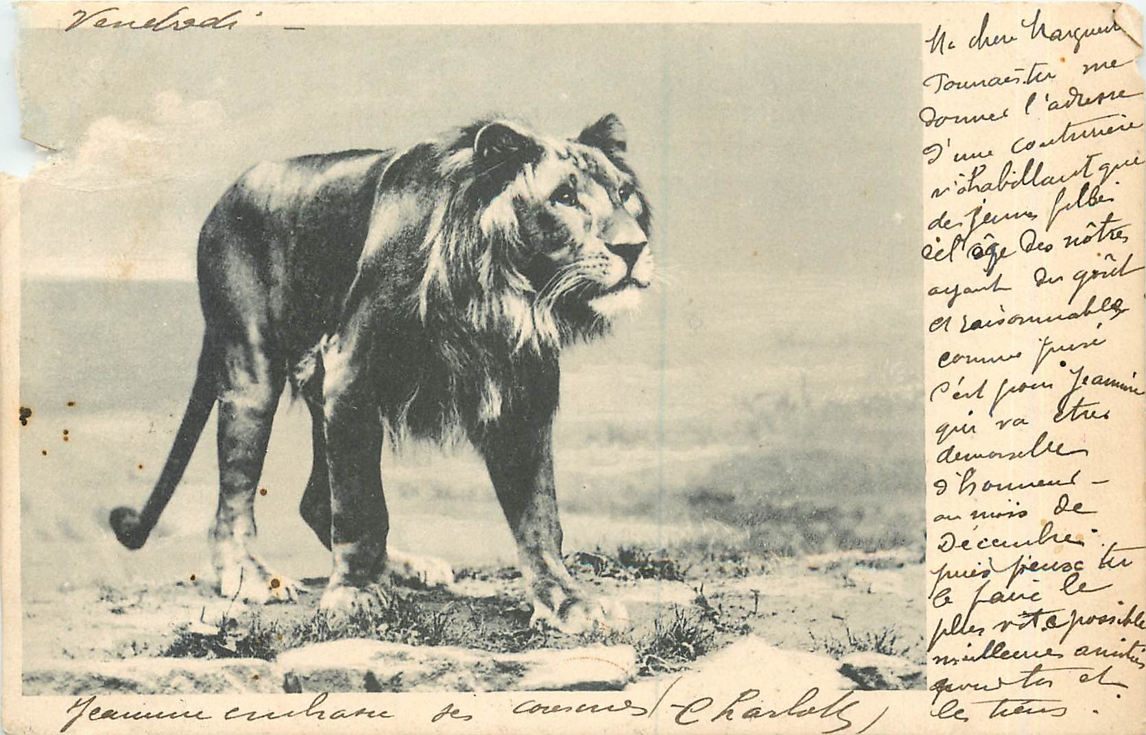 CPA Lion