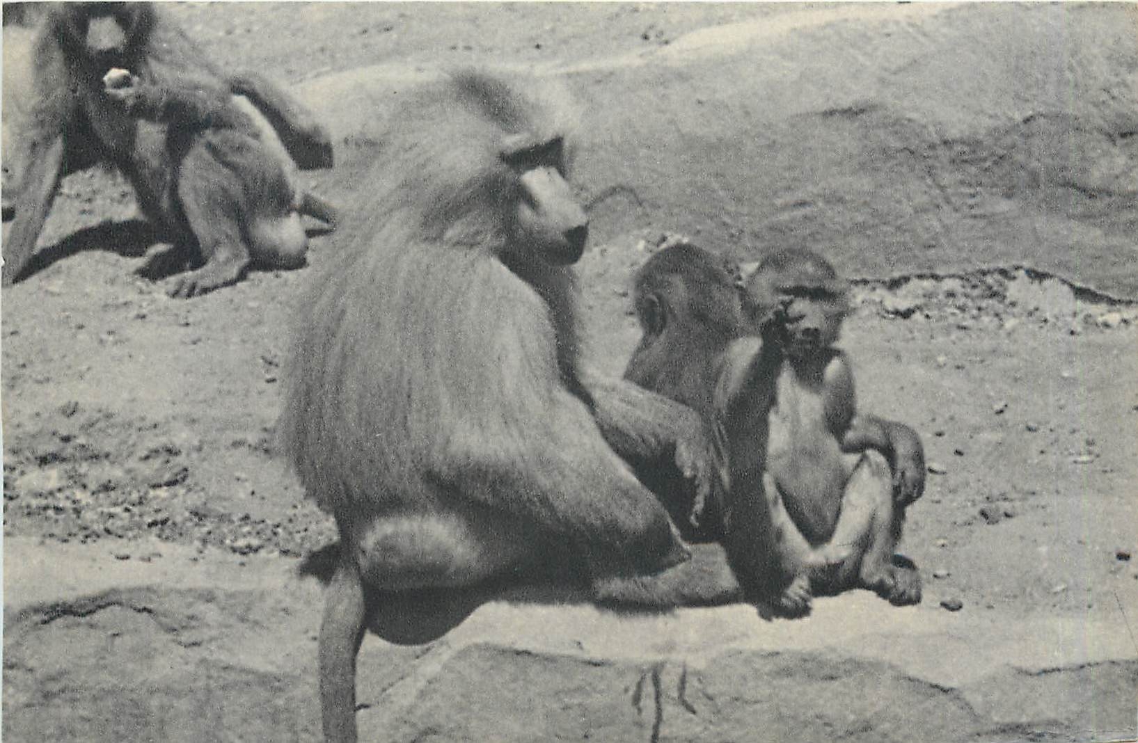 CPA Une Famille de Singes Hamadryas 