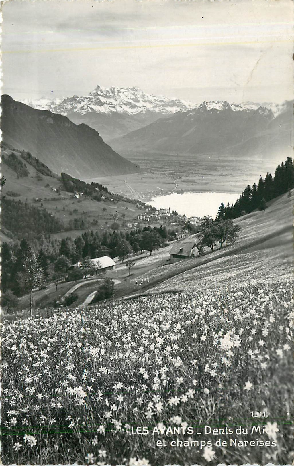 CPM Les Avants dents du Midi et champs de Narcises 