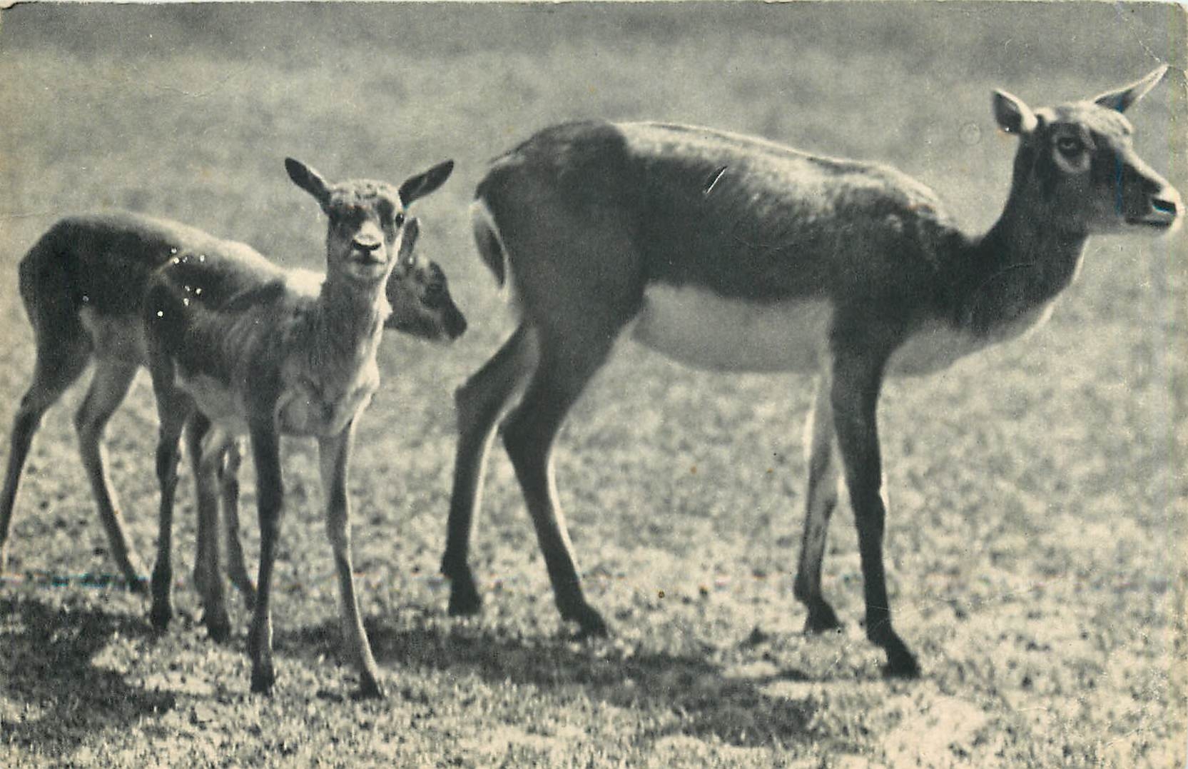 CPA Comite national de l'Enfance un groupe de Gazelles de l'Inde parc zoologique du bois de Vincenne