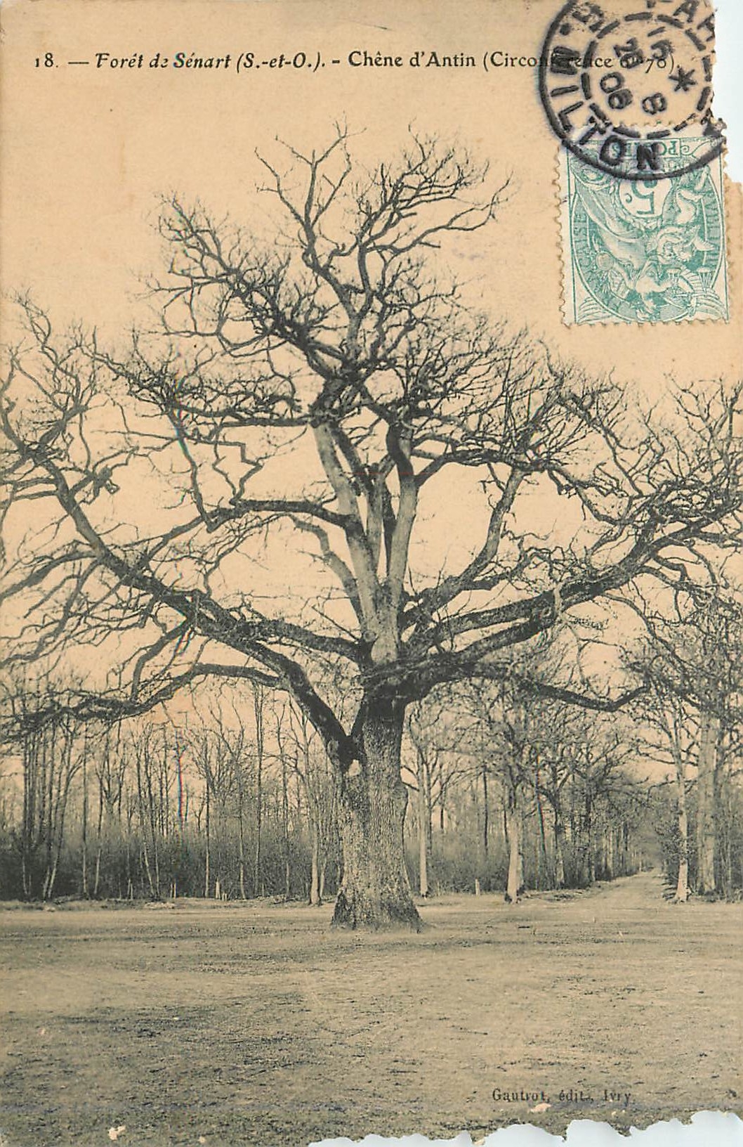 CPA Foret de Senart S et O Chene d'Antin
