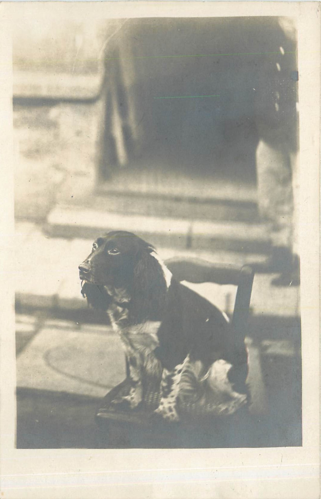 CARTE PHOTO Chien