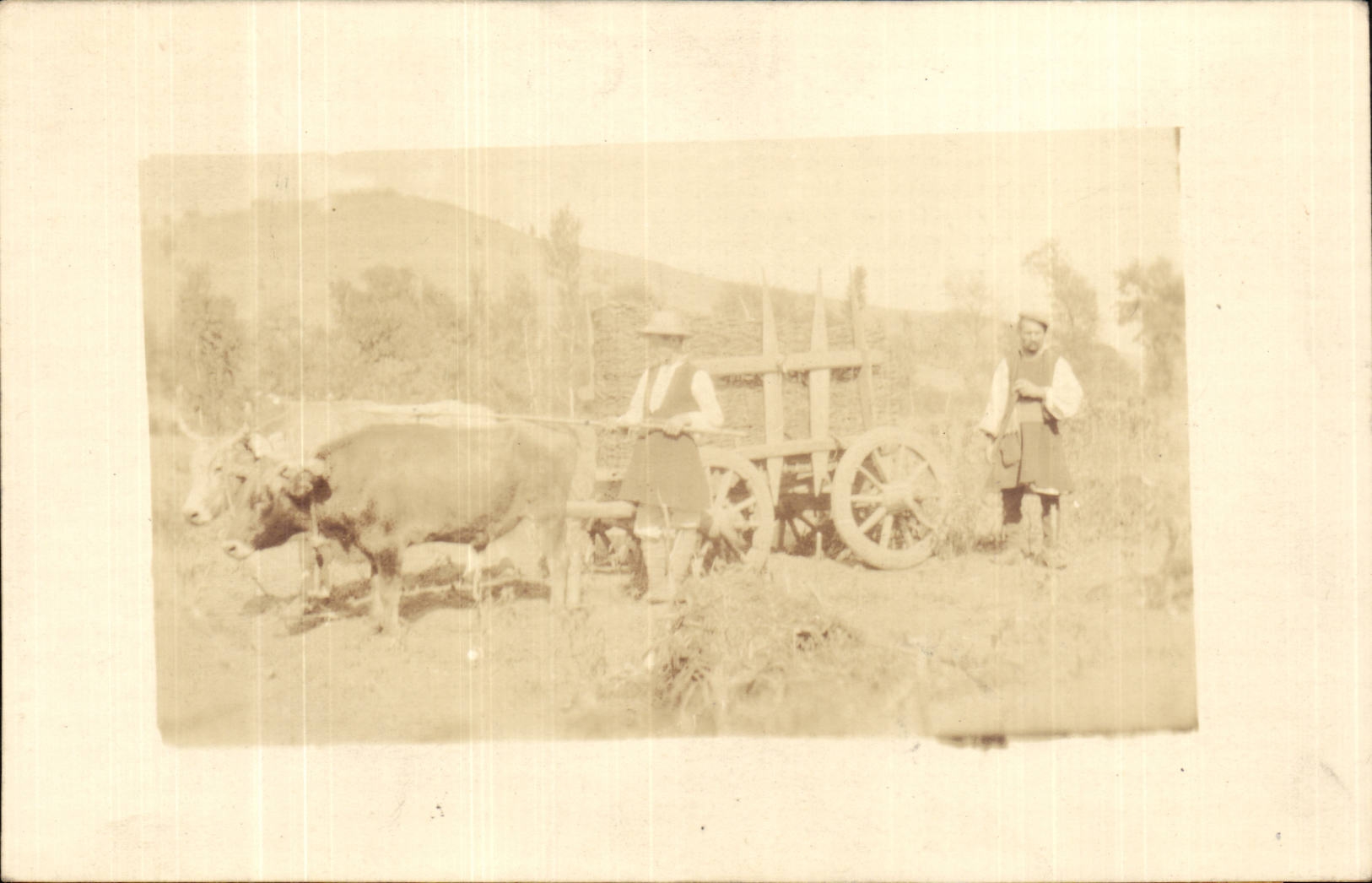 CPA Real photo Tilling oxen