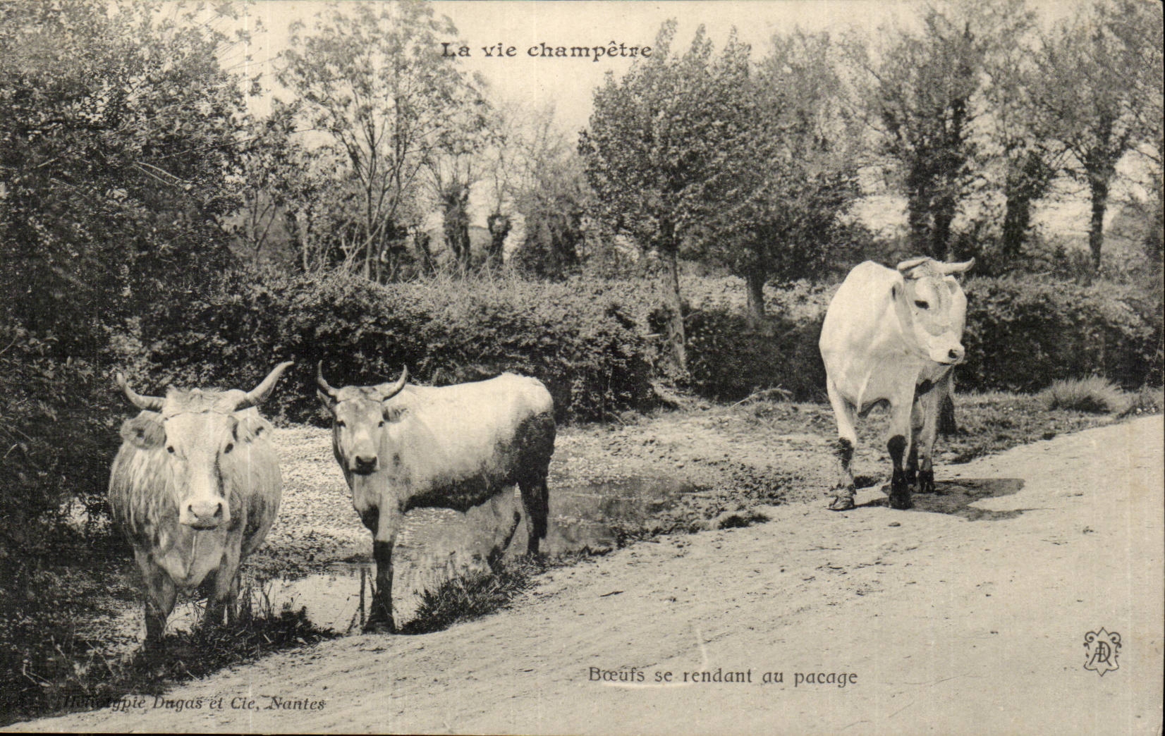 CPA pastoral life Oxen going to the pasturage