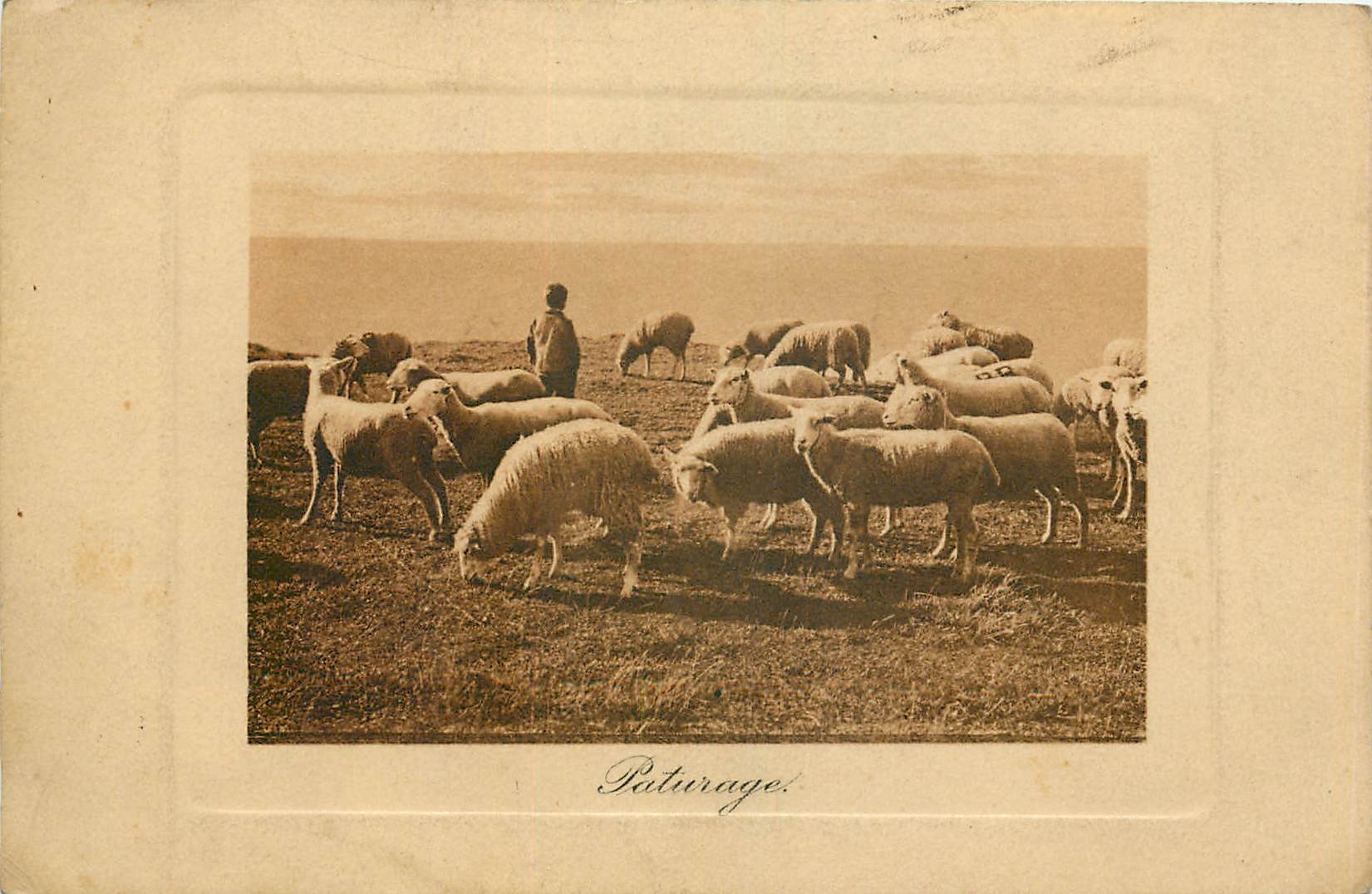 CPA Paturage Berger Moutons