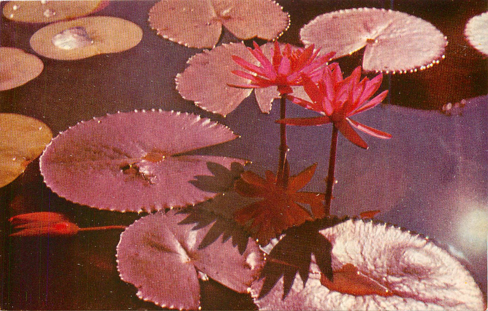 CPM The Lotus Water Lily National Bloom of Sri Lanka 