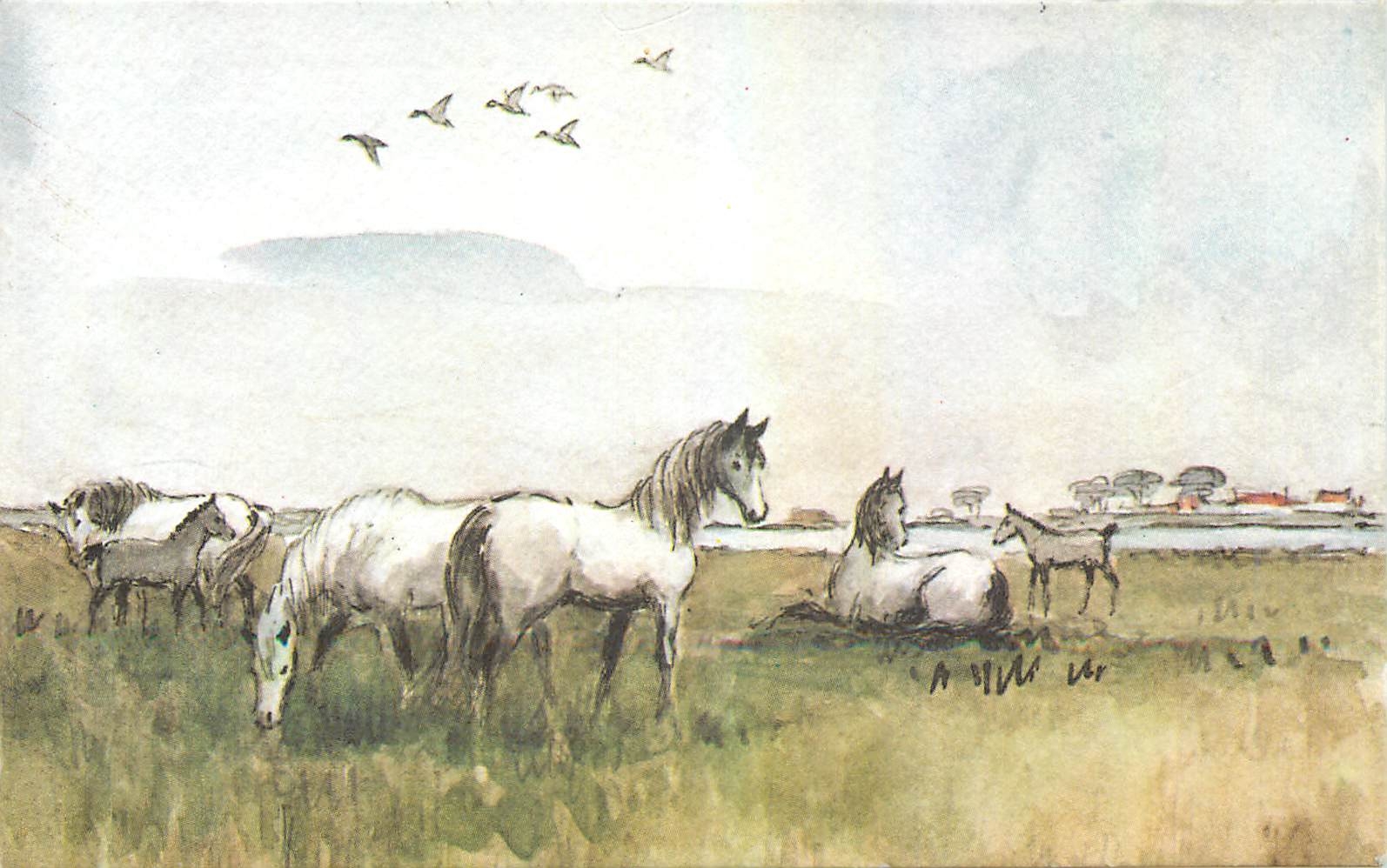 CPM Chevaux de Camargue 