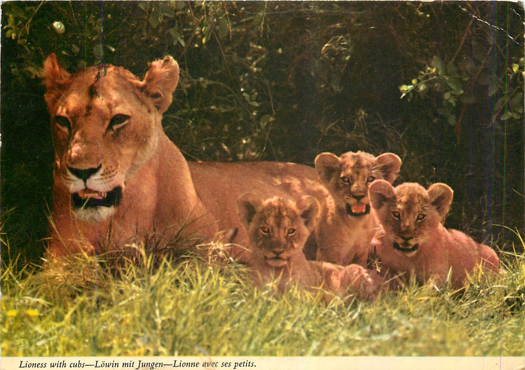 CPM Africa Lioness 