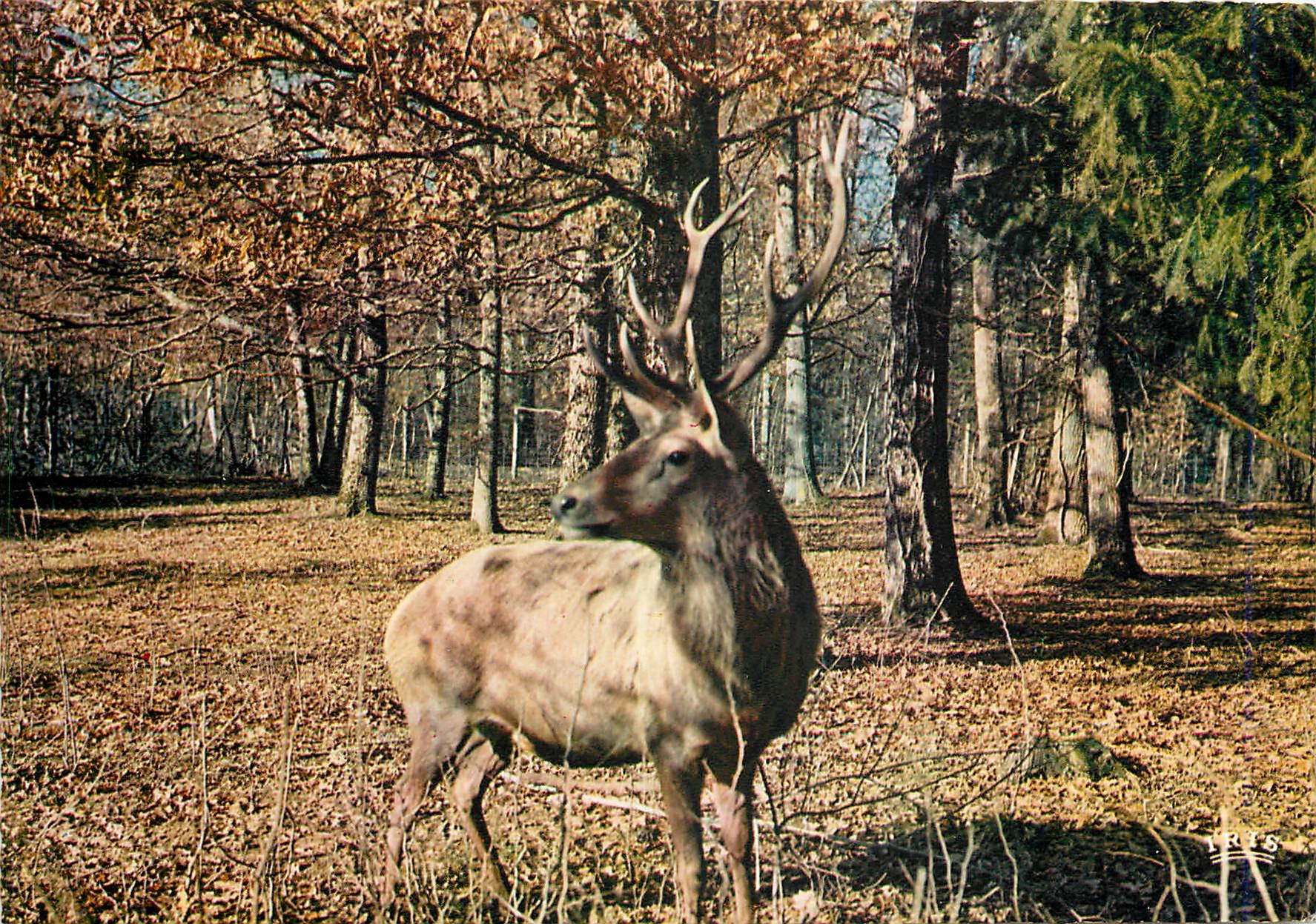 CPM Dans la  foret de Troncais (Allier) Breve rencontre