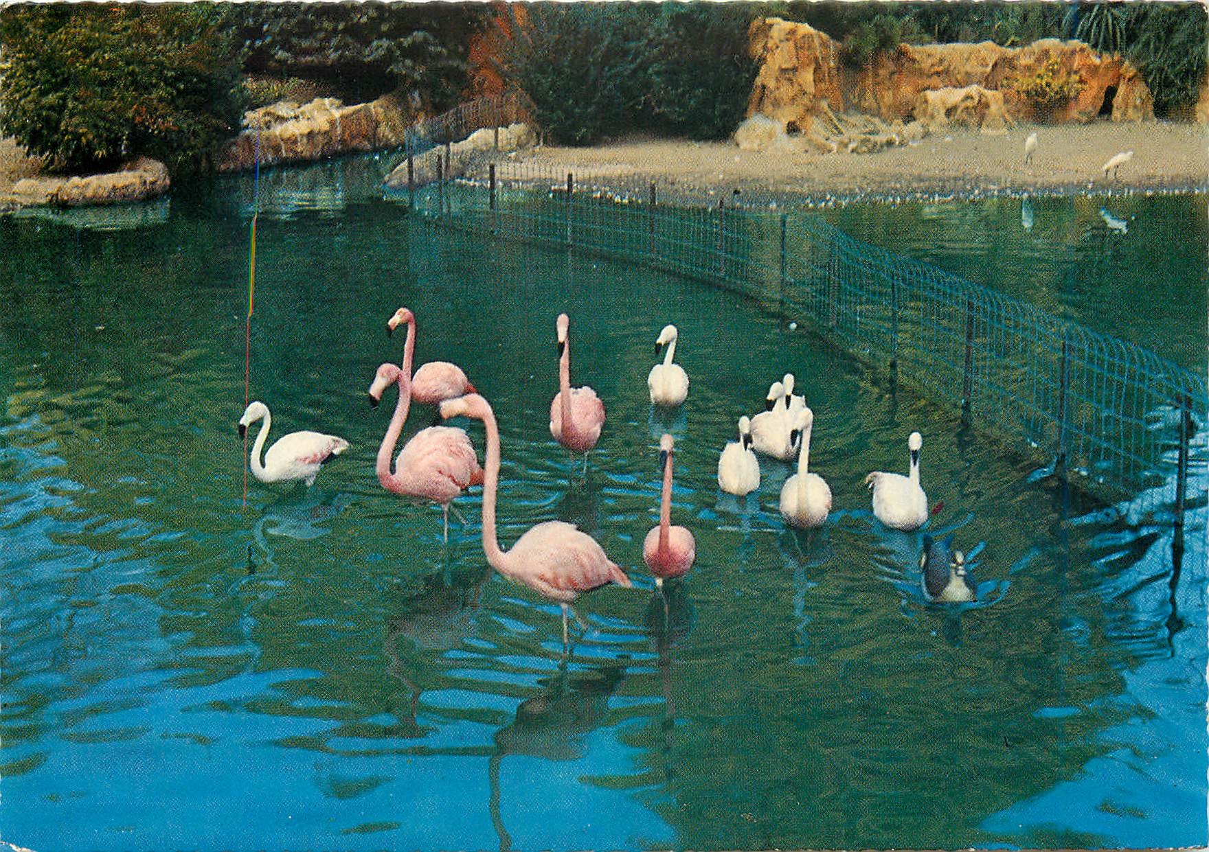 CPM Lyon Le Parc de la Tete d'Or Les Flamants Roses