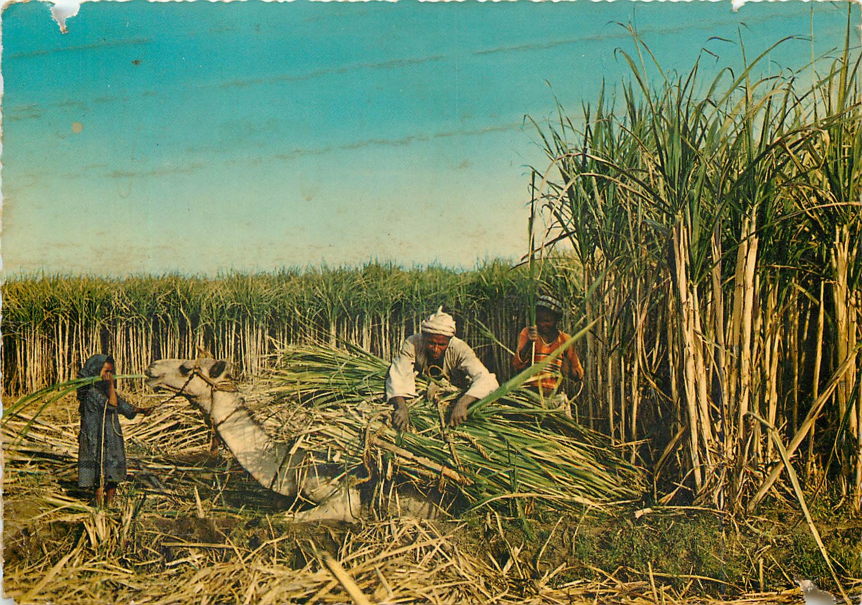 CPM Egypte Recolte de cannes a sucre