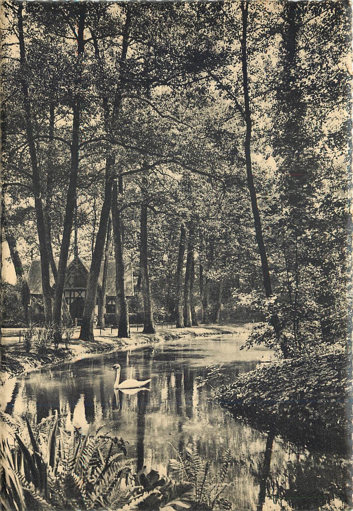 CPM Vittel Dans le Parc Un coin du Lac 