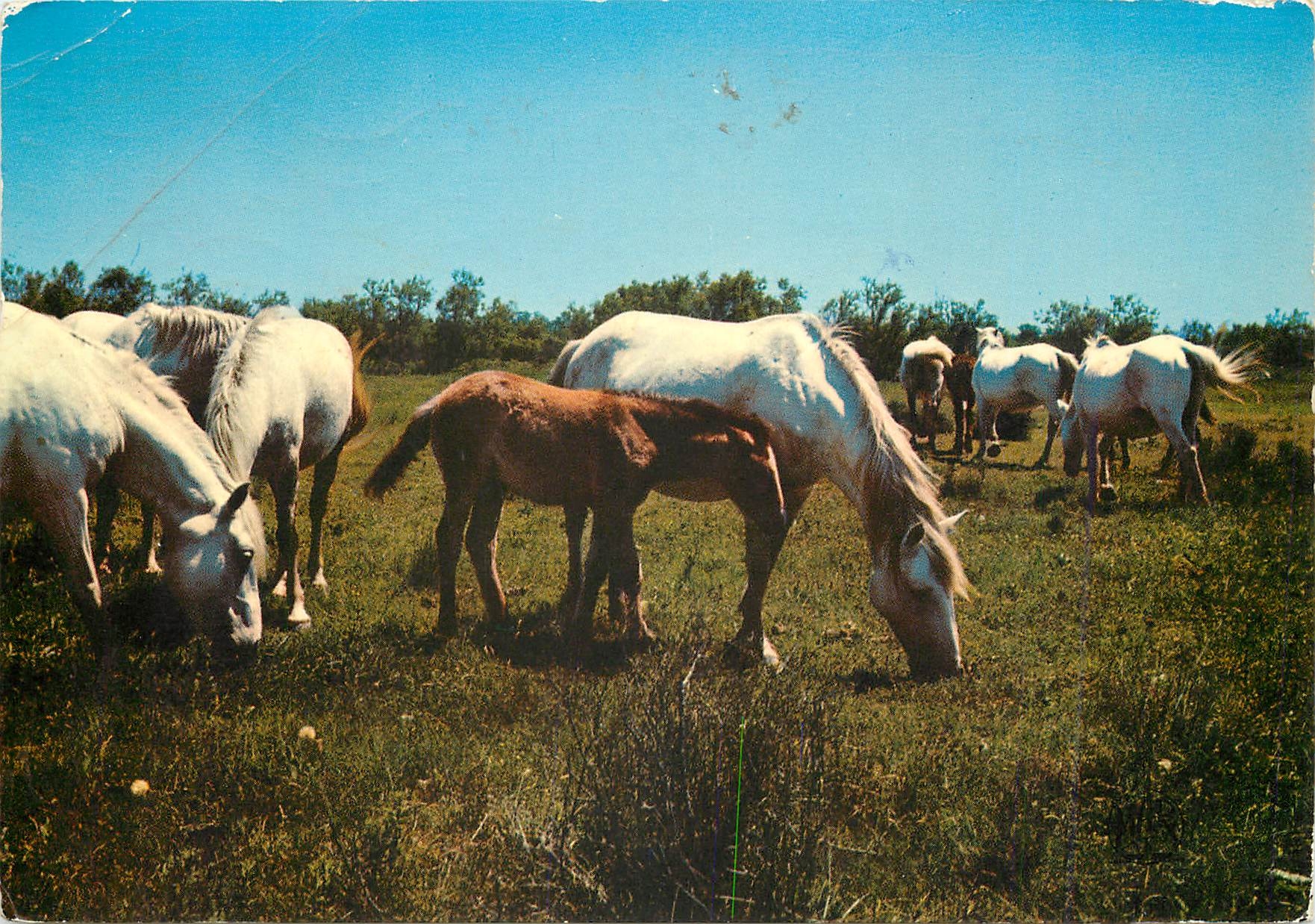 CPM La Camargue Monade de Chevaux 