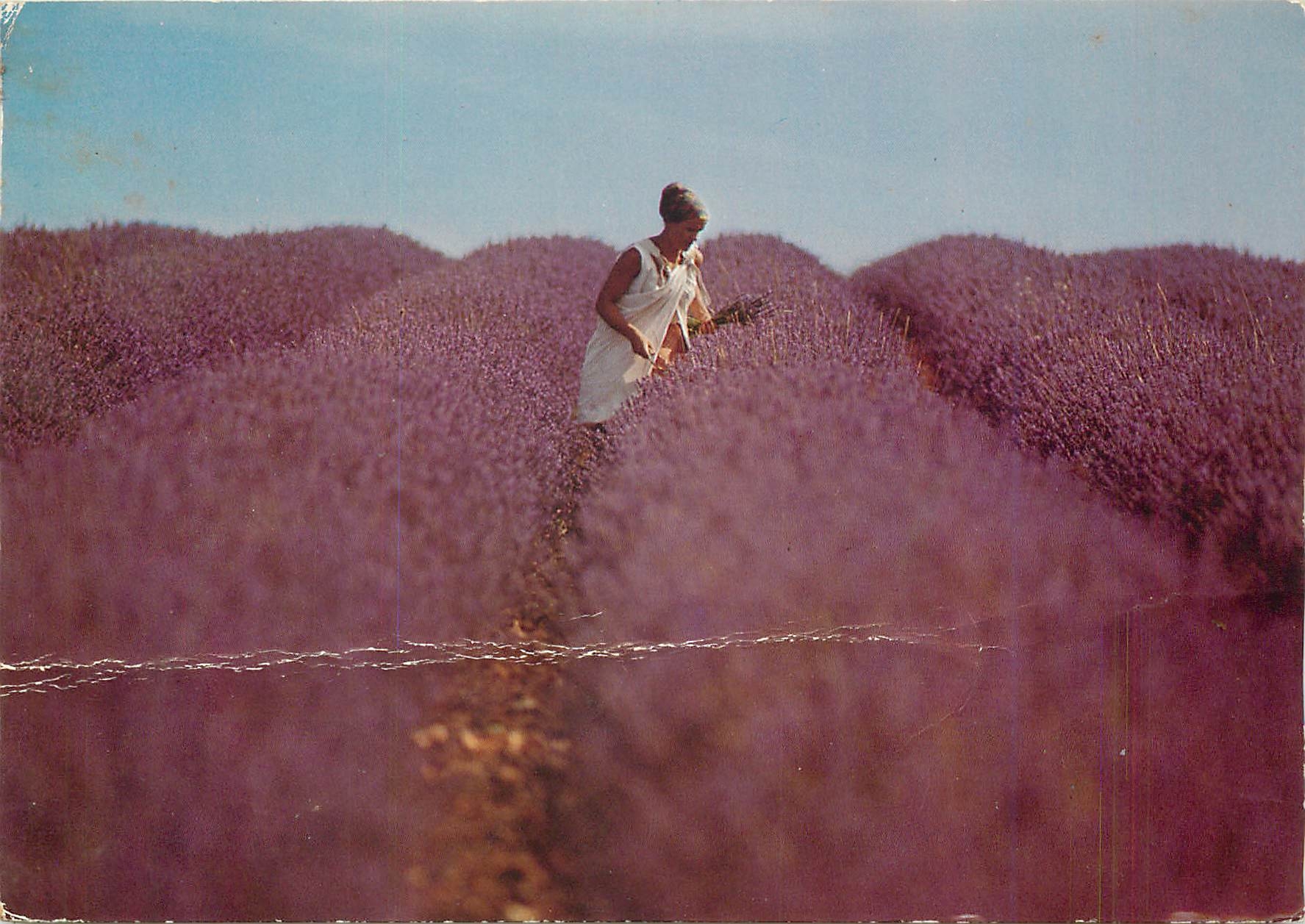 CPM Sous le beau ciel de Provence Cueillette de la lavande 