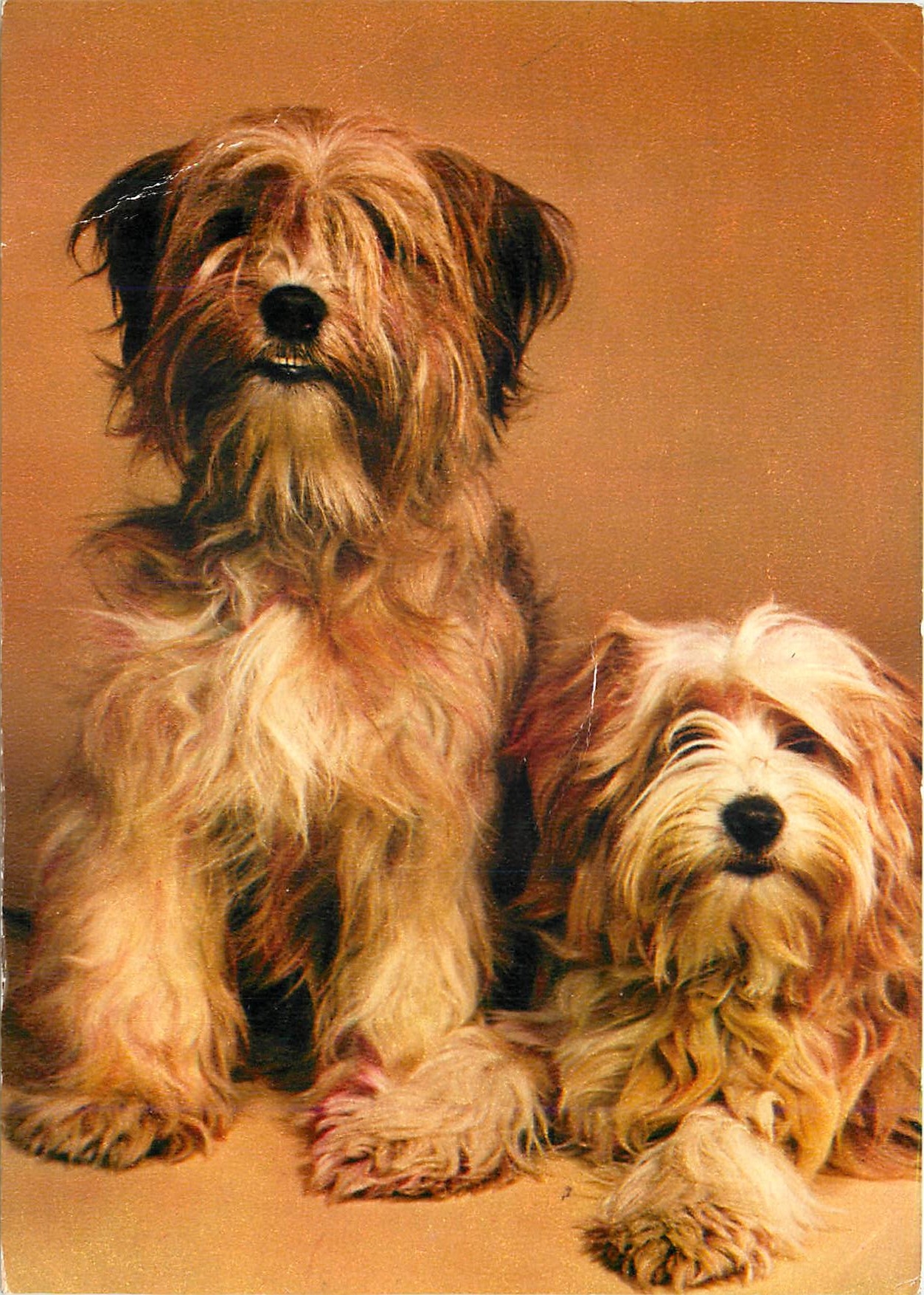 CPM Chiens