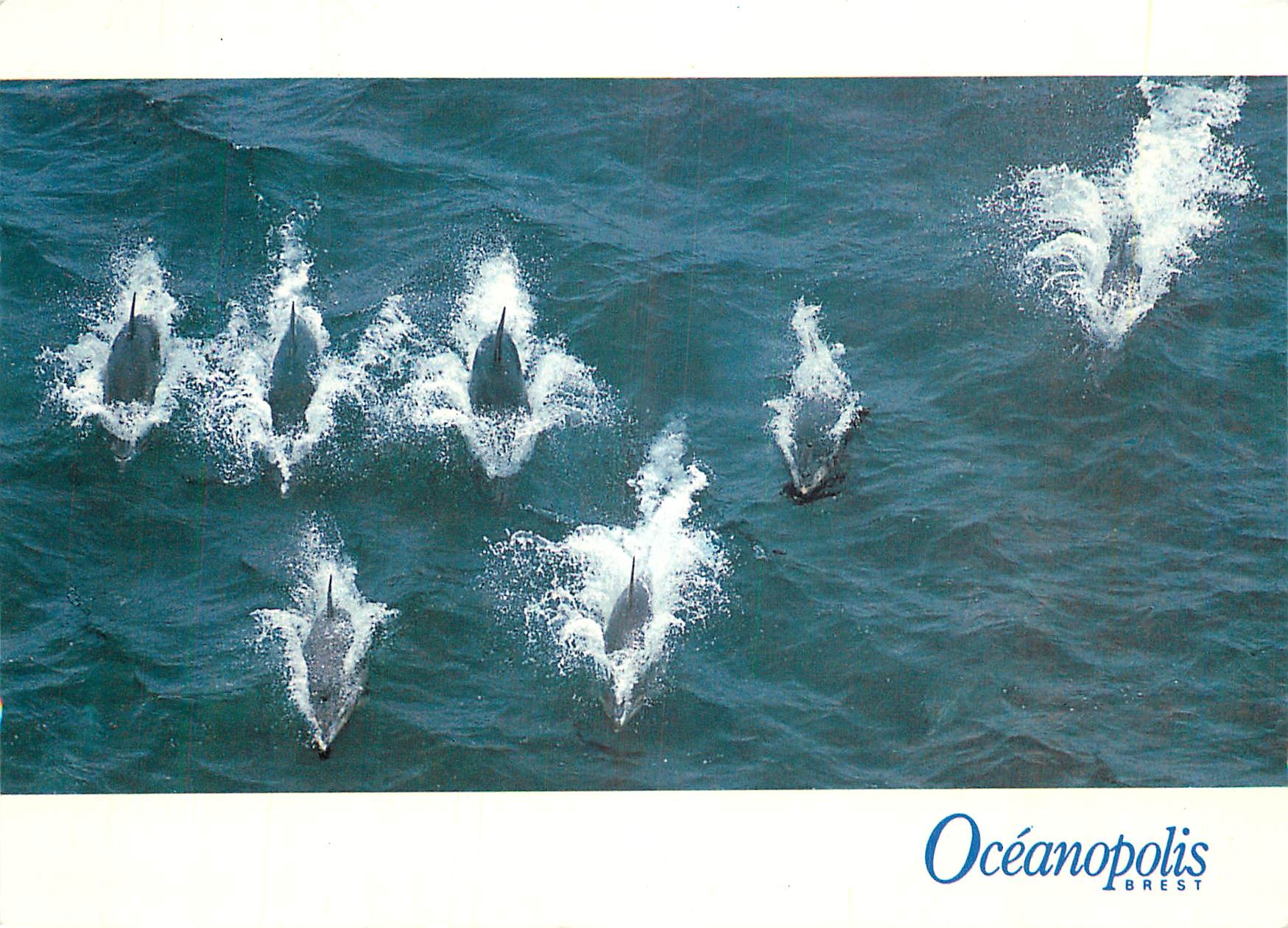 CPM Oceanopolis Brest Groupe de Grands Dauphins