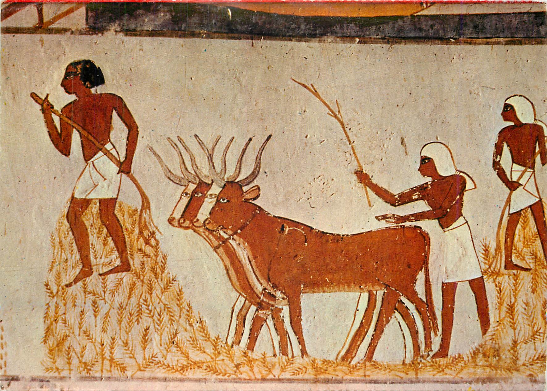 CPM Osen threshing the corn 