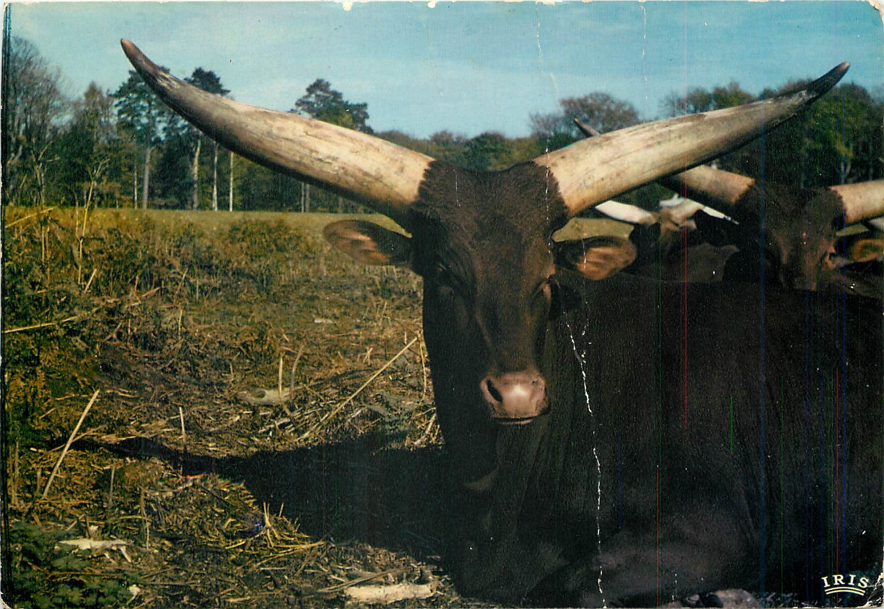 CPM Watussi Reserve Africaine du Chateau de Thoiry en Yvelines 