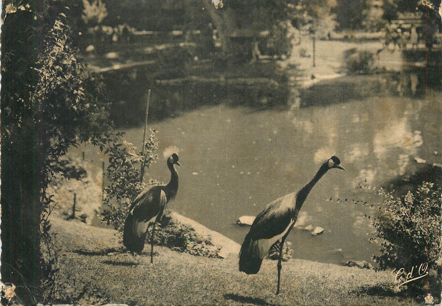CPM Vichy Parc d'Allier Les Grues 