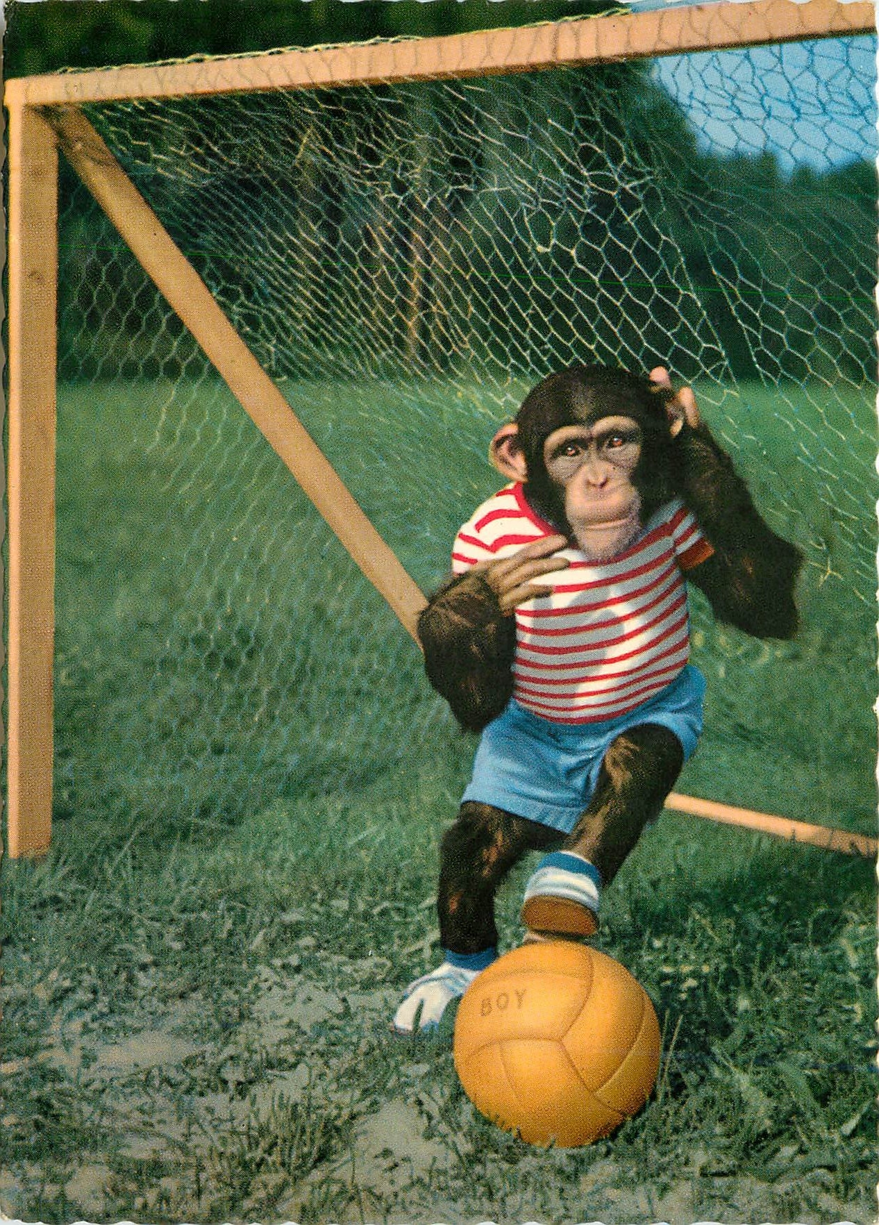 CPM Singe Chimpanze Football