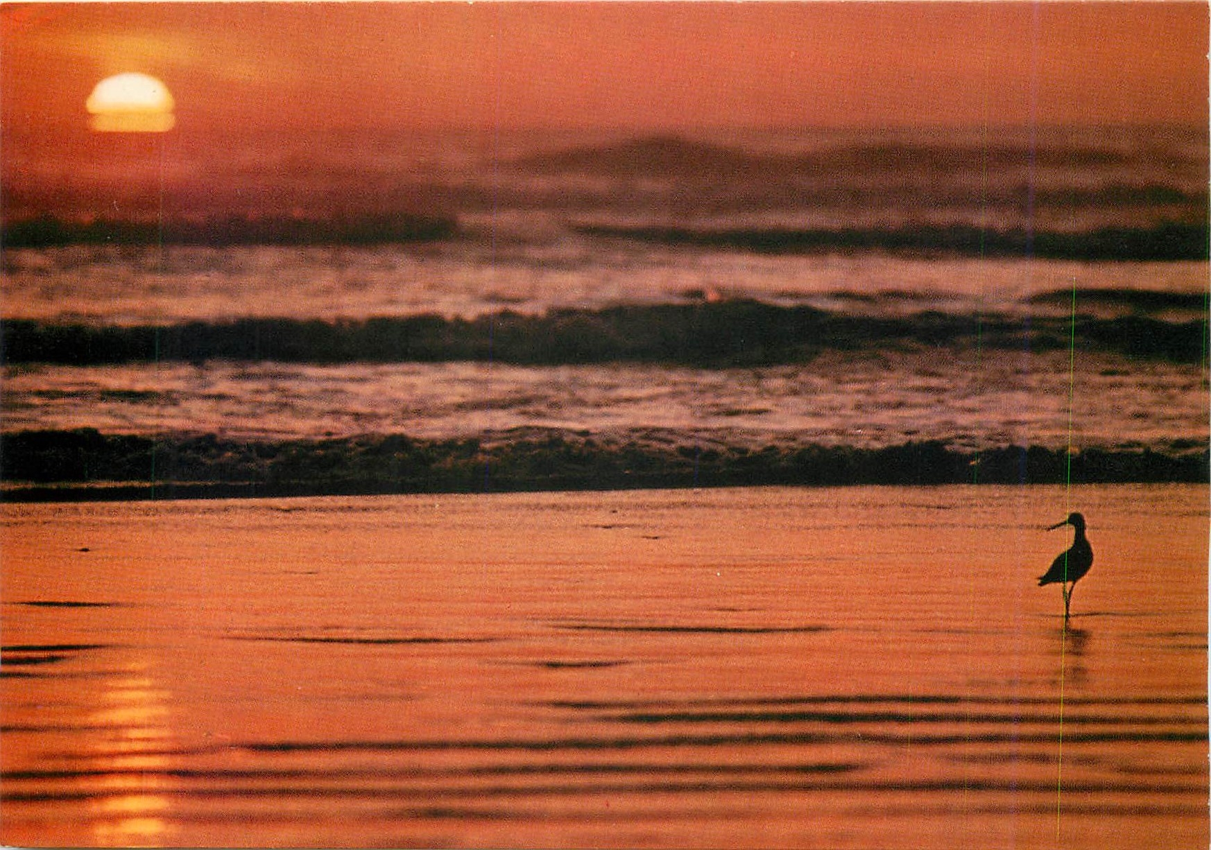 CPM Coucher de soleil Oiseau