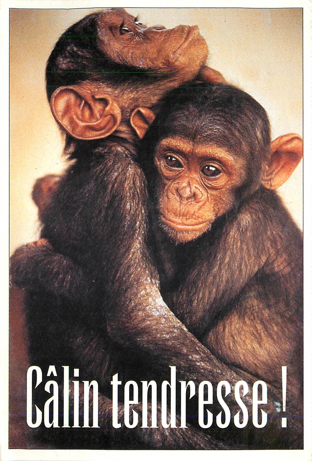 CPM Calin Tendresse Singe Chimpanze