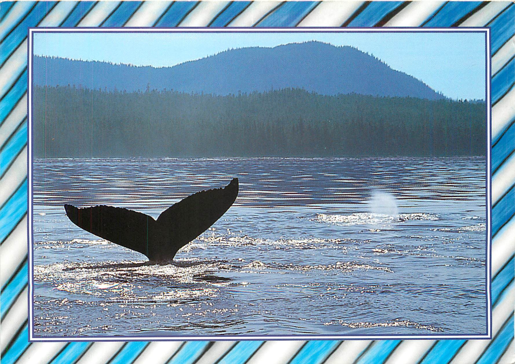 CPM Baleine 
