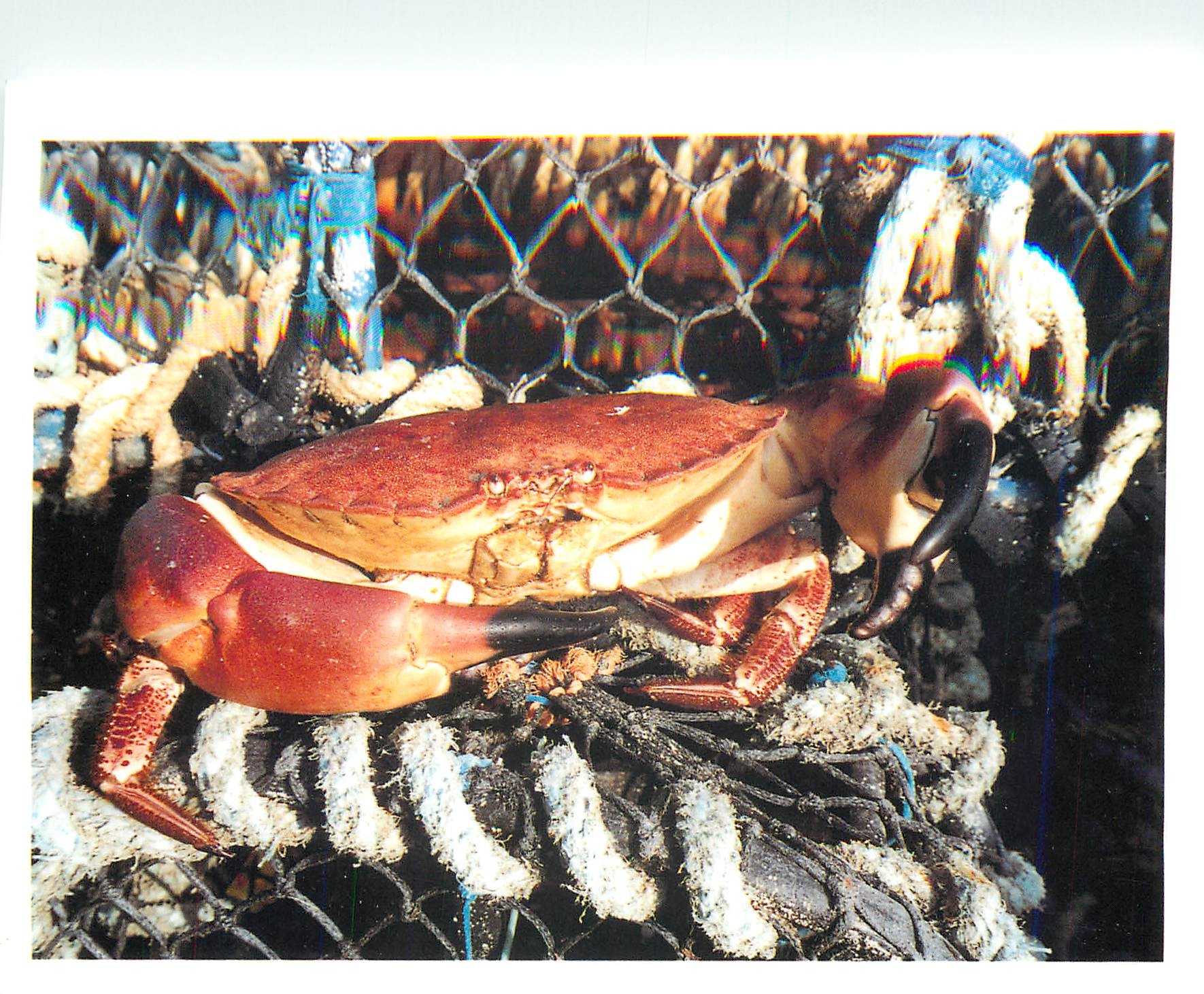 CPA Les Homardiers de la cote la Signature de Specialistes Criee de Loquivy de la Mer Homard