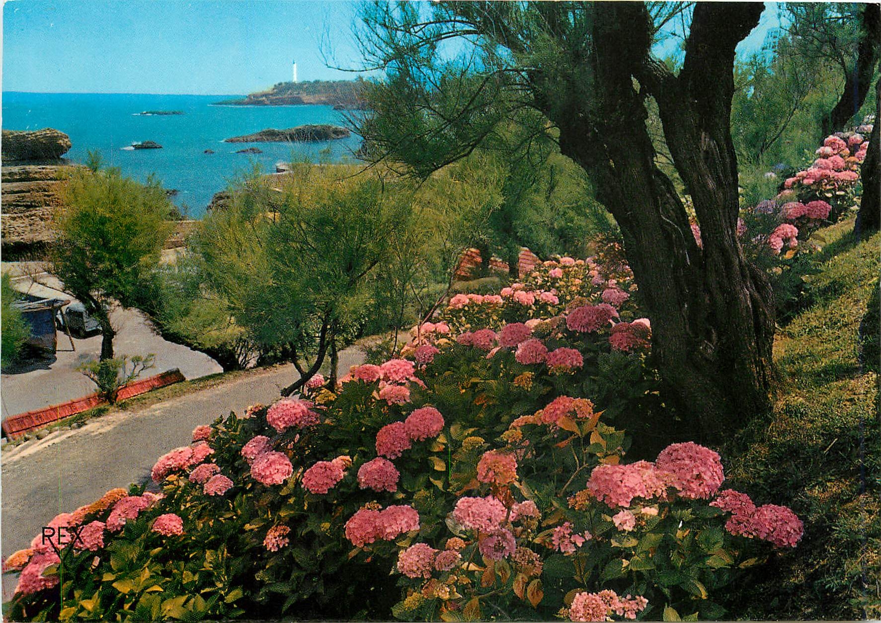 CPM Biarritz Les Hortensias Au fond le phare