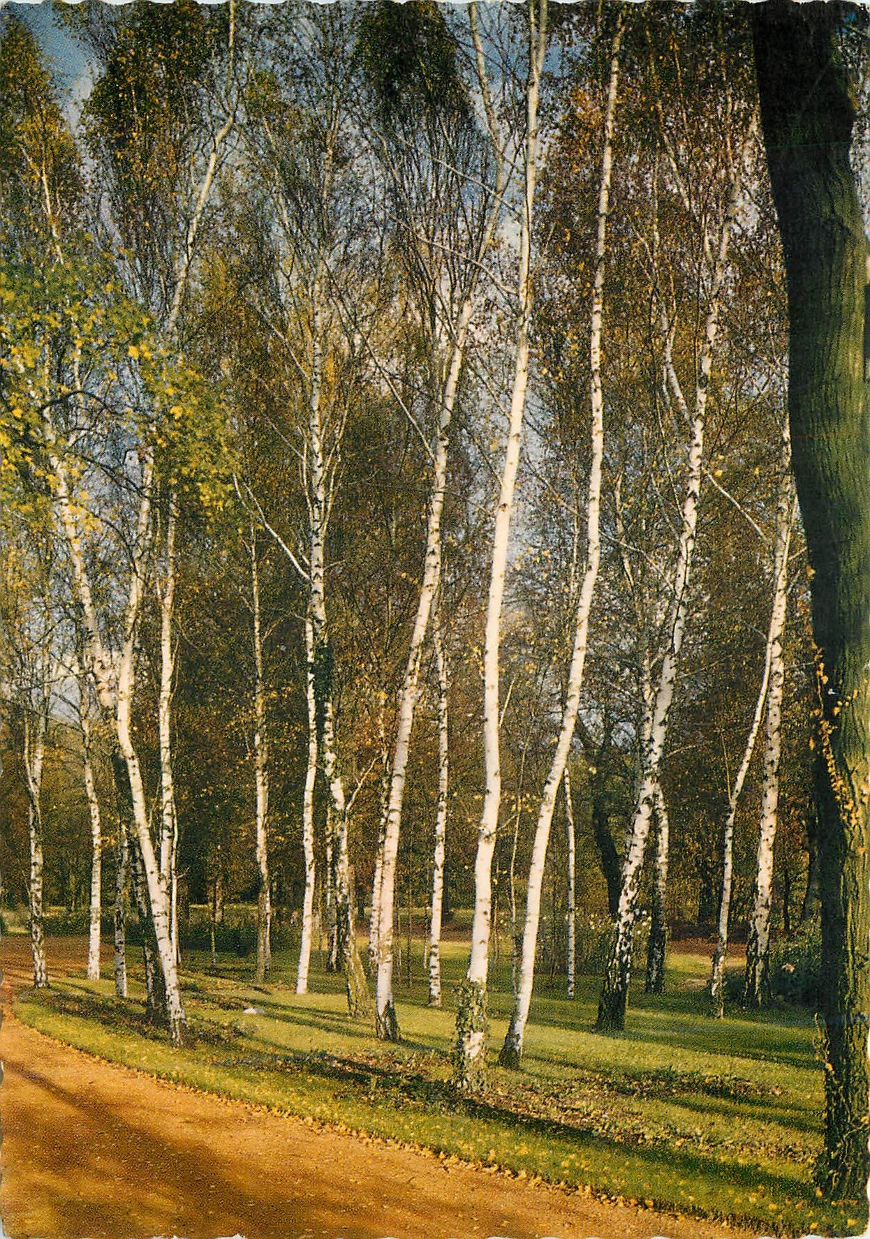 CPM Lyon Rhone Le Parc de la Tete d'or Le Bois de bouleaux 
