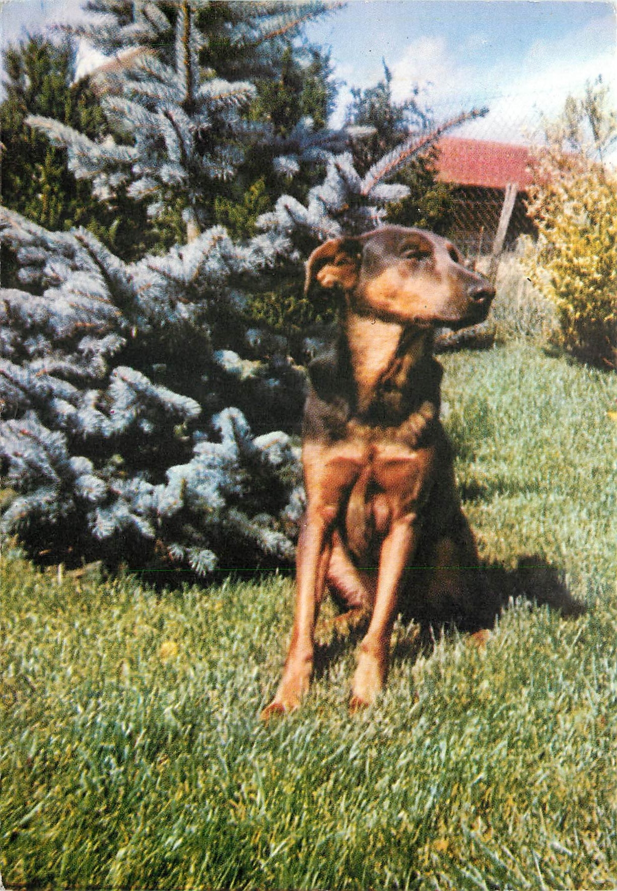 CPM Chien
