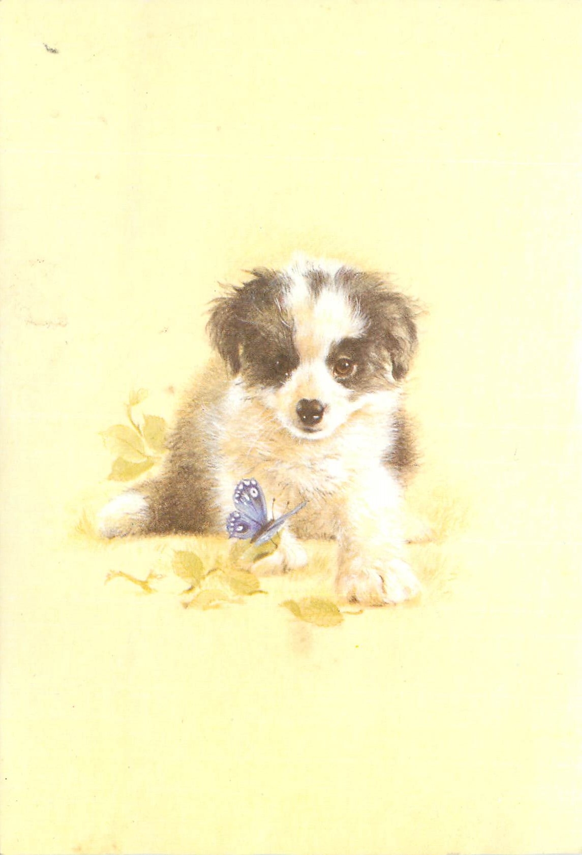 CPM Chien Papillon
