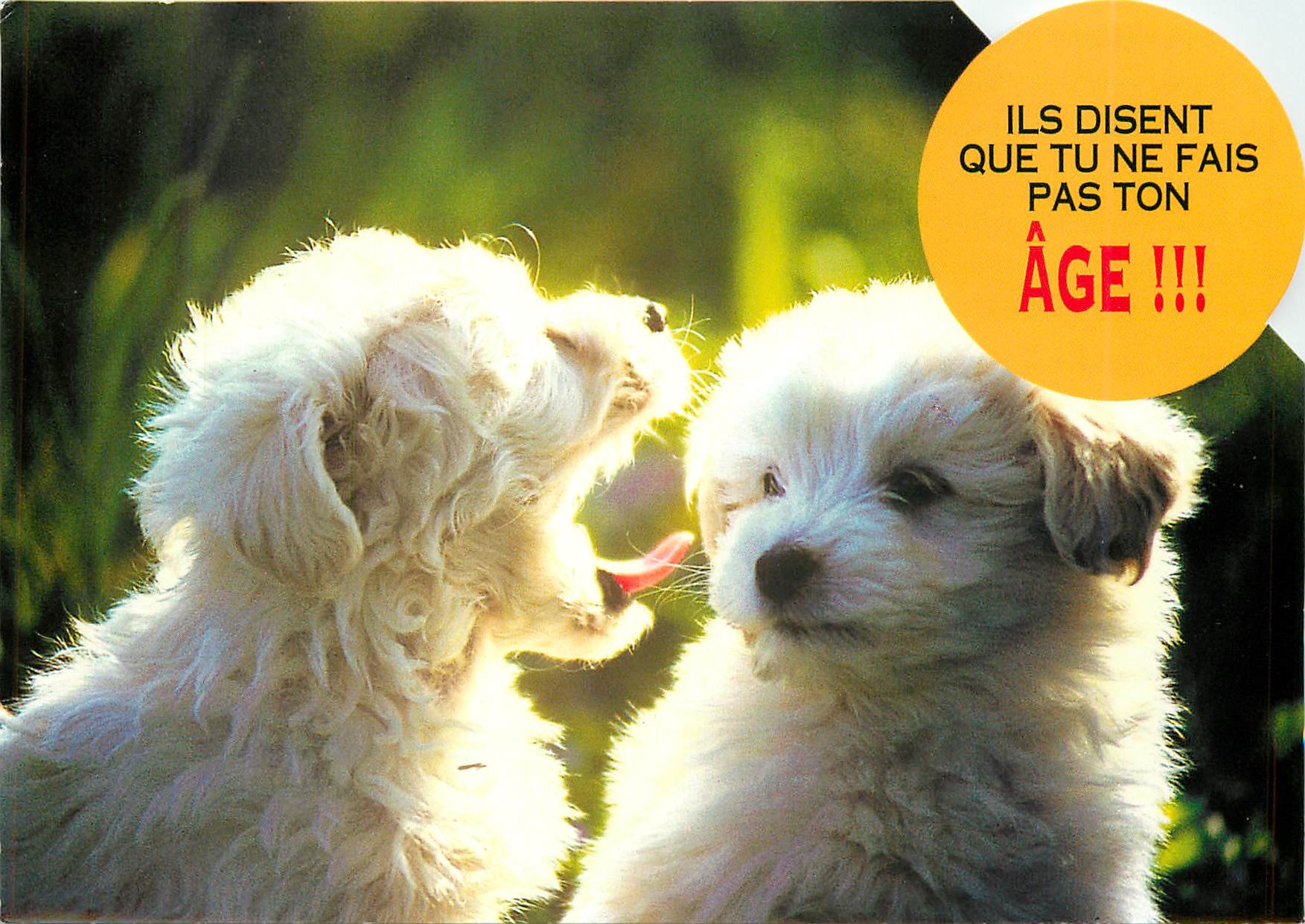 CPM Il disent que tu ne fais pas ton Age Chien