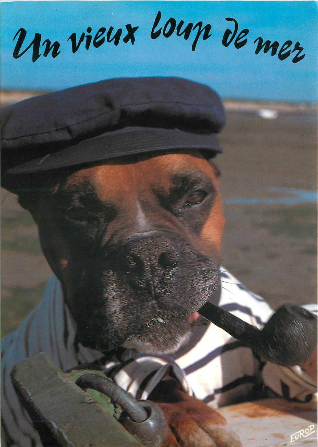 CPM Un vieux loup de mer Chien Tabac
