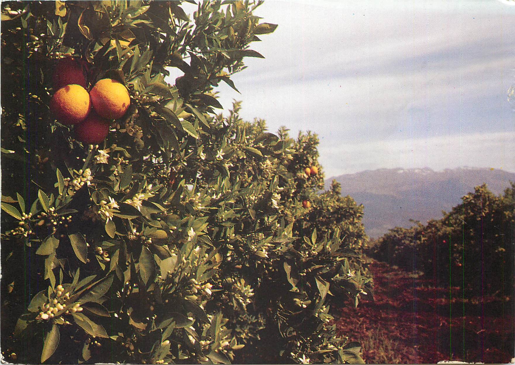 CPM Maroc infini Region de Beni Mellal Orangeraie