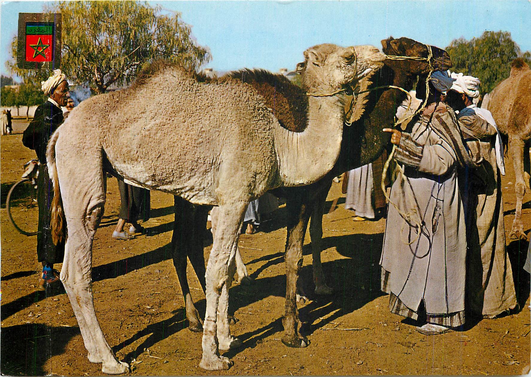 CPM Maroc Typique Marche au chameaux