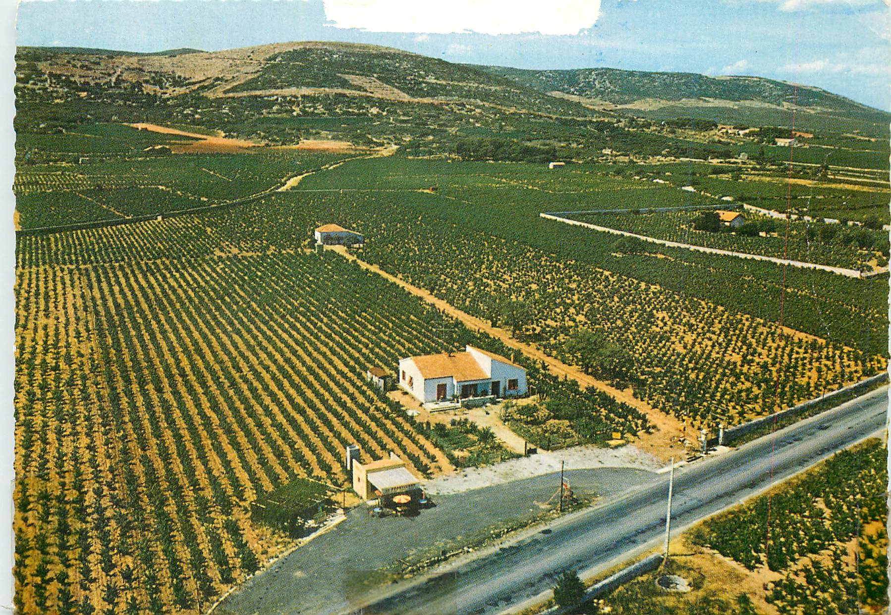 CPM Frontignan Herault Muscat vins fins Au Frontignan